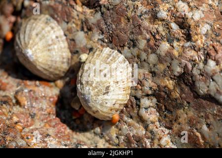 Animaux de compagnie. Un escargot aquatique coincé sur un rocher sur la côte britannique à marée basse. Banque D'Images