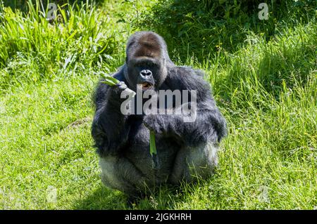 Un gorille captif des basses terres de l'Ouest au zoo de Jersey. Originaire d'Afrique centrale et occidentale. Banque D'Images