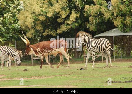 Le taureau Ankole-Watusi et le zèbre en captivité Banque D'Images