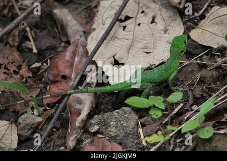 Jeune individu d'iguana à queue épineuse noire (Ctenosaura similis) trouvé dans la forêt tropicale sèche du Costa Rica Banque D'Images