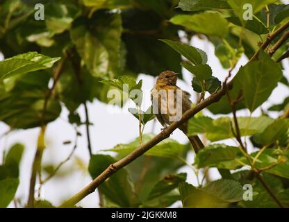 Canarinhos (sicalis flaveola) Banque D'Images