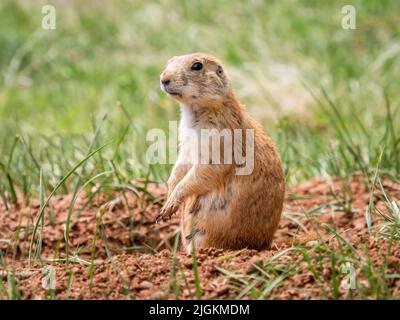 Chien de Prairire à queue noire dans le parc national Custer, Dakota du Sud, États-Unis Banque D'Images