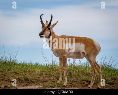 Pronghorn ou Antelope dans le parc national de Custer, dans le Dakota du Sud des États-Unis Banque D'Images