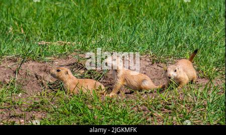 Prairie Dogs à Roberts Prairie Dog Town sur Sage Creek Rim Road dans le parc national Badlands, Dakota du Sud, États-Unis Banque D'Images