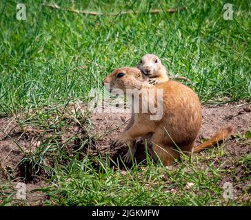 Prairie Dogs à Roberts Prairie Dog Town sur Sage Creek Rim Road dans le parc national Badlands, Dakota du Sud, États-Unis Banque D'Images
