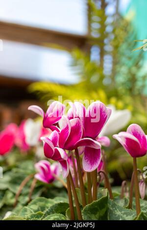 Fleur de cyclamen persicum, photo de haute qualité Banque D'Images