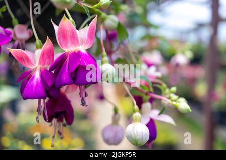 Fuchsia hybrida fleur, photo de haute qualité Banque D'Images