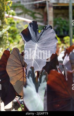 Colocasia esculenta, plante magique noire. Photo de haute qualité Banque D'Images