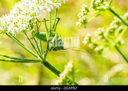 Femelle du grand Bush-cricket vert, Tettigonia viridissima Banque D'Images