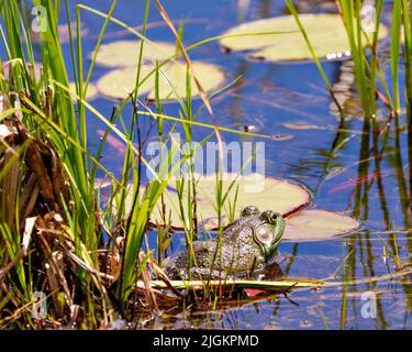 Grenouille assise dans l'eau avec le feuillage et montrant le corps vert, la tête, les yeux, la bouche avec un reflet dans l'eau et appréciant son environnement. Banque D'Images