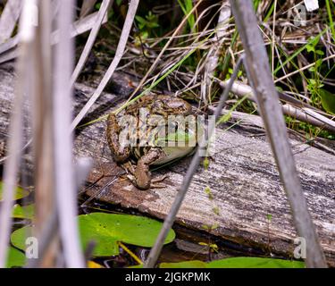 Grenouille assise sur une bûche dans l'eau montrant le corps, la tête, les jambes, les yeux et appréciant son environnement et son habitat environnant. Banque D'Images