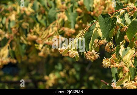 Tilleul sur un arbre. Gros plan de la fleur de linden. Tilleul en fleur dans la forêt d'été. Banque D'Images