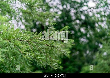 Le matin, un arbre Evergreen Banque D'Images