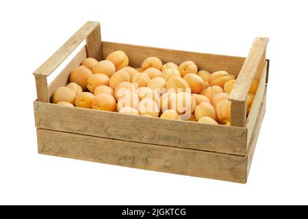 Caisse en bois pleine d'abricots mûrs frais, isolée sur fond blanc. Banque D'Images