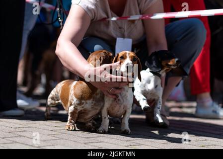 Deux mini dachshunds, dans la ville sur des laisses. Photo de haute qualité Banque D'Images