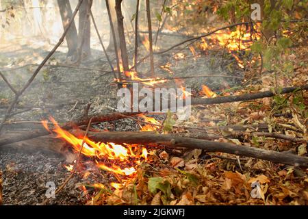 Forêt brûlante au début de l'automne. Le vent sec souffle les flammes du feu à travers la forêt Banque D'Images