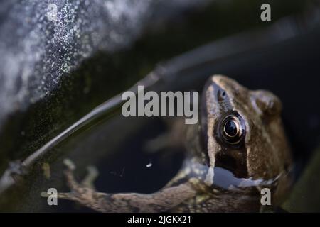 Grenouille de jardin dans l'étang Banque D'Images