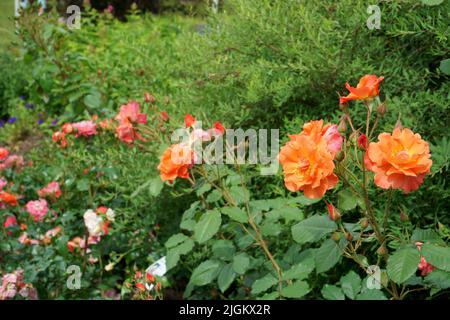 De belles roses orange, qui peuvent être cultivées dans le jardin ou plantées dans le paysage urbain design. Les fleurs d'orange vif des têtes de roses sont dans un cl Banque D'Images