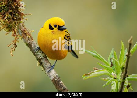 Tanager doré - oiseau jaune Tangara arthus dans les Thraupidae, les forêts des Andes des hautes terres de la Bolivie et du nord et de la chaîne côtière vénézuélienne, por Banque D'Images
