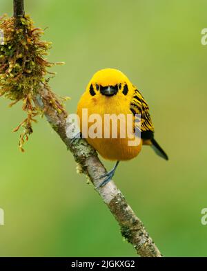 Tanager doré - oiseau jaune Tangara arthus dans les Thraupidae, les forêts des Andes des hautes terres de la Bolivie et du nord et de la chaîne côtière vénézuélienne, por Banque D'Images
