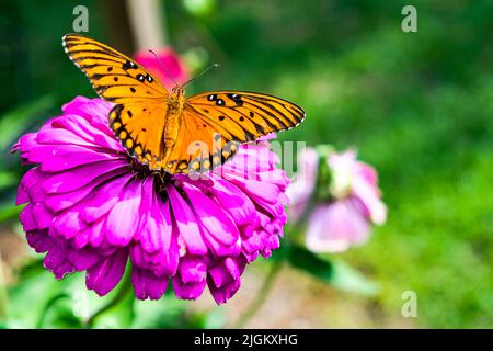 Un papillon orange monarque repose sur un zinnia violet dans un jardin de fleurs Banque D'Images