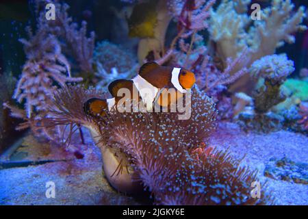 Amphiprion Ocellaris, poisson-clownfish nageant dans l'aquarium marin. Poisson clown se cachant dans un anémone coloré Banque D'Images