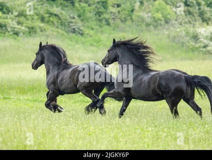 Paire de mares de cheval de Frise dans un écrin d'herbe luxuriante Banque D'Images