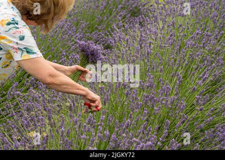 Femme coupant un bouquet de plantes de lavande en fleur d'une ferme de lavande Banque D'Images