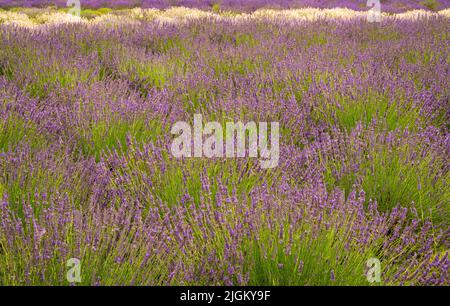 Plantes de lavande en fleur cultivées dans une petite ferme du Maryland Banque D'Images