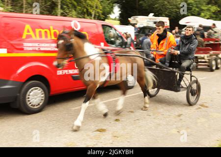 Un cheval de couleur tirant deux jeunes hommes voyageurs dans un piège. Appleby Horse Fair, Appleby à Westmorland, Cumbria Banque D'Images