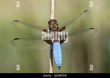 Gros plan d'une libellule à ventre plat (Libellula depressa) avec un corps bleu et brun et des ailes transparentes. Banque D'Images