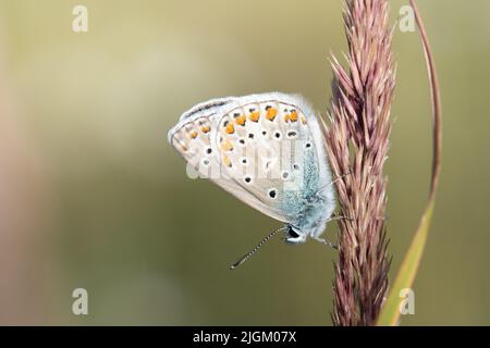 Un petit papillon, un bleu (Lycaenidae), est posé sur une lame d'herbe en nature, devant un arrière-plan léger. Banque D'Images