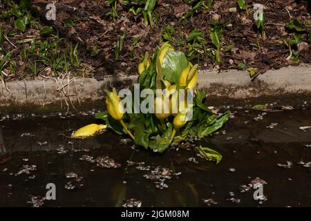 Chou-mouffette jaune (Lysichton americanus) dans Stream à Wisley Gardens Surrey, Angleterre Banque D'Images