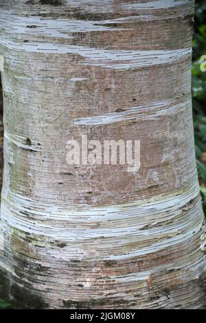 Bouleau blanc japonais (hybride Betula platyphylla) Sir Harold Hillier Gardens Ampfield Romsey Hampshire Angleterre Banque D'Images