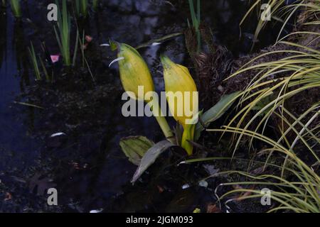 Chou-mouffette jaune (Lysichton americanus) dans Stream à Wisley Gardens Surrey, Angleterre Banque D'Images