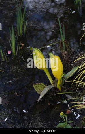 Chou-mouffette jaune (Lysichton americanus) dans Stream à Wisley Gardens Surrey, Angleterre Banque D'Images