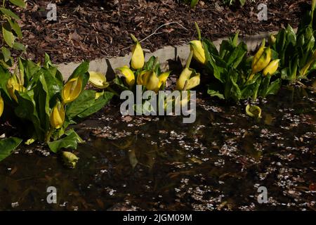 Chou-mouffette jaune (Lysichton americanus) dans Stream à WisleyGardens Surrey, Angleterre Banque D'Images