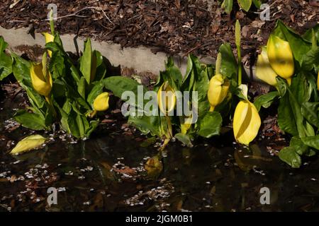 Chou-mouffette jaune (Lysichton americanus) dans Stream à Wisley Gardens Surrey, Angleterre Banque D'Images