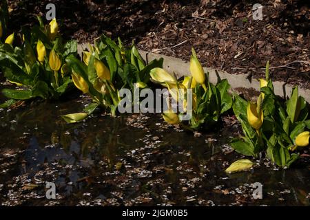 Chou-mouffette jaune (Lysichton americanus) dans Stream à Wisley Gardens Surrey, Angleterre Banque D'Images