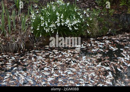 Flocon de neige d'été (Leucojum aestivum) et feuilles flottantes dans Stream à Wisley Gardens Surrey, Angleterre Banque D'Images