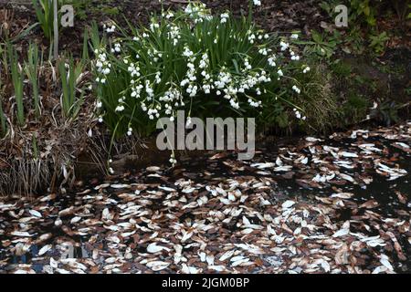 Flocon de neige d'été (Leucojum aestivum) et feuilles flottantes dans Stream à Wisley Gardens Surrey, Angleterre Banque D'Images