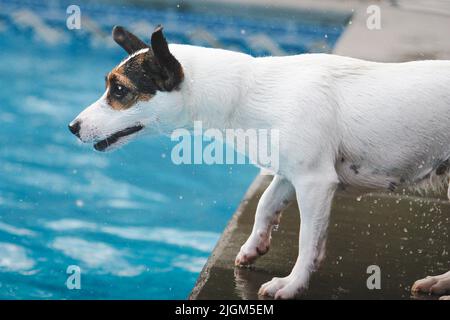 Jack Russell Terrier chien faisant un visage drôle comme elle regarde quelque chose dans une piscine arrière-cour. Banque D'Images