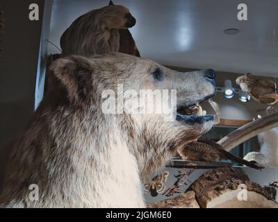 Ours grizzli bourré effrayant Banque D'Images