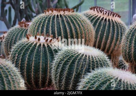 Golden Barrel Cactus (Ferocactus cylindraceus) au jardin botanique de la Reine Sirikit non loin de CHIANG MAI, THAÏLANDE Banque D'Images