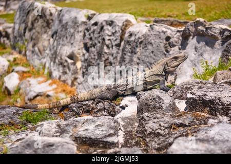 Iguana lézard dans les ruines antiques de Maya dans la zone archéologique d'El Rey près de Cancun, Yukatan, Mexique. Banque D'Images