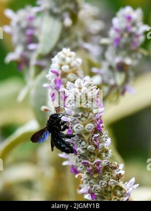 Beelitz, Allemagne. 08th juillet 2022. Une abeille en bois est vue sur une fleur sur le terrain du salon du jardin d'État de Laga. (À dpa: 230 000 visiteurs à ce jour au salon des jardins de l'État de Beelitz) crédit: Jens Kalaene/dpa/Alamy Live News Banque D'Images