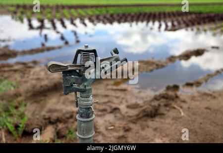 Kitzingen, Allemagne. 11th juillet 2022. Un arroseur d'irrigation se trouve au bord d'un champ de laitue irriguée artificiellement. Avec pas même dix litres de précipitations par mètre carré, le mois de juin a été très sec en Basse-Franconie. Credit: Karl-Josef Hildenbrand/dpa/Alay Live News Banque D'Images