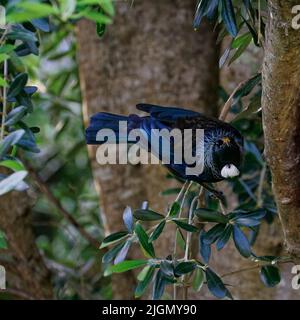 TUI, oiseau de passereau endémique d'Aotearoa / Nouvelle-Zélande, pollen d'orange sur sa tête. Banque D'Images