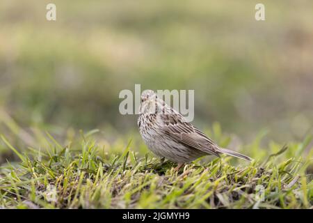 Banderole de maïs Emberiza calandra, adulte debout sur l'herbe, Hortobagy, Hongrie, avril Banque D'Images