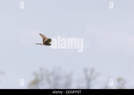 Montagu's harrier Circus pygargus, adulte volant féminin, Hortobagy, Hongrie, avril Banque D'Images